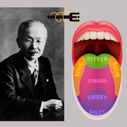 El profesor japonés, Kikunae Ikeda y donde se encuentra el sabor Umami.