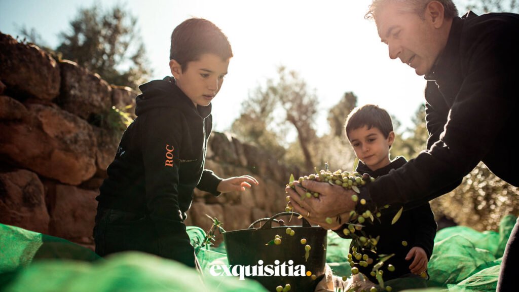 Recolección de aceitunas en familia en las fincas de la familia Pons, con presencia de la quinta generación representada por Jan y Roc.