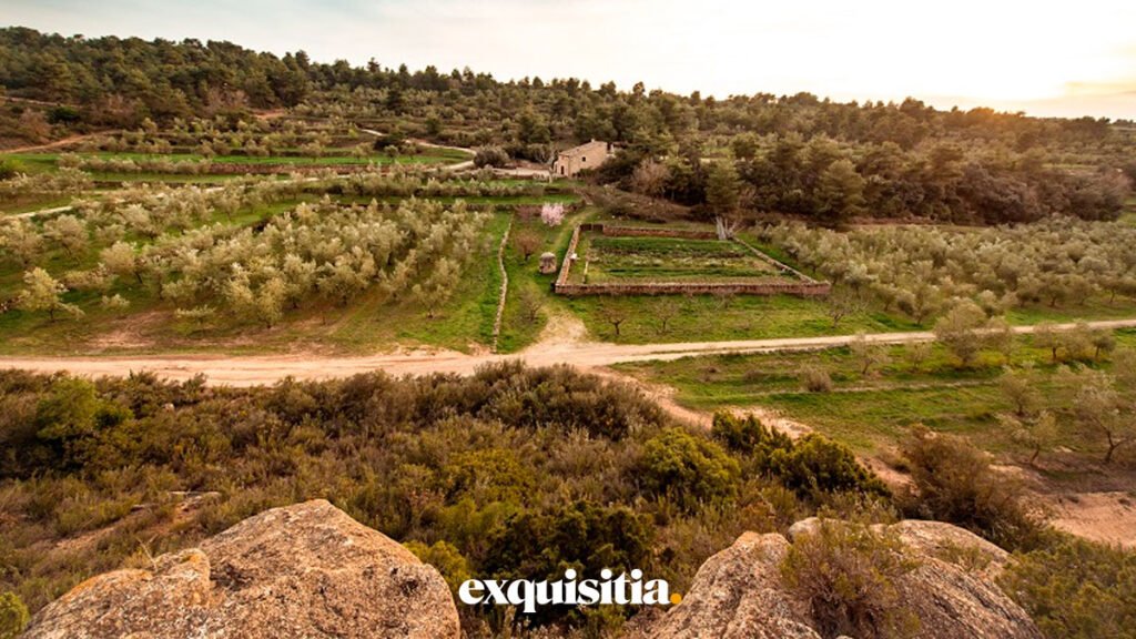 Vista panorámica del Jardín Varietal de la familia Pons en L’Albagés, Lleida, donde se cultivan más de 200 variedades de olivos para el aceite Jan i Roc.