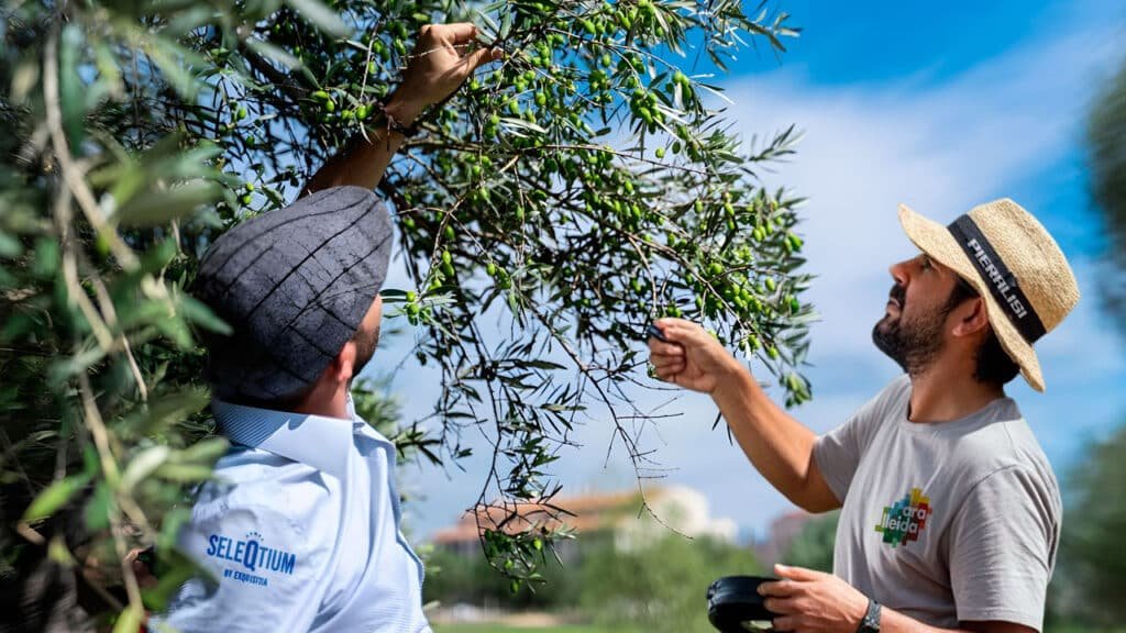 Selección del mejor aceite de oliva sin filtrar 2025 / 26: Oli del Raig Seleqtium by Exquisitia 19 Inspección y selección de aceitunas arbequinas para el mejor aceite sin filtrar, oli del raig para Seleqtium by Exquisitia.