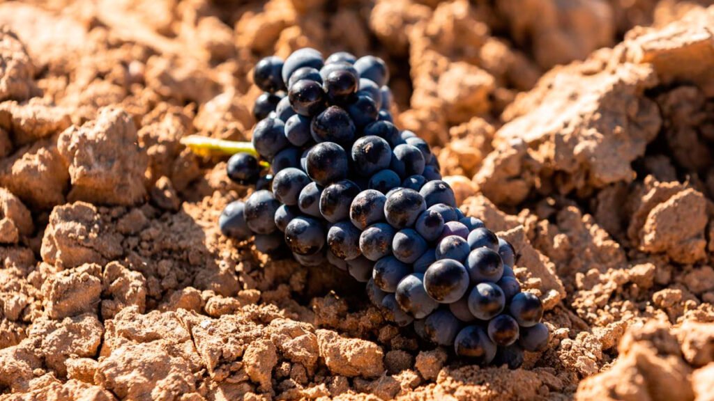 Vega Sicilia Unico 2014. ¿El mejor vino del mundo? 16 Uva Tempranillo de Vega Sicilia.