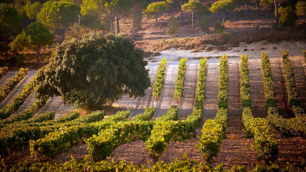Vega Sicilia Unico 2014. ¿El mejor vino del mundo? 15 Viñedos de Vega Sicilia en la Ribera del Duero.