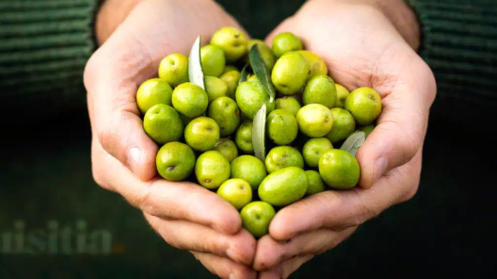 Los mejores aceites de oliva para regalar