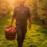 Agricultor en Lleida recogiendo manzanas ecológicas Seleqtium al atardecer