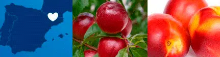 Origen Nectarina Ecológica de Lleida, Seleqtium by Equisitia