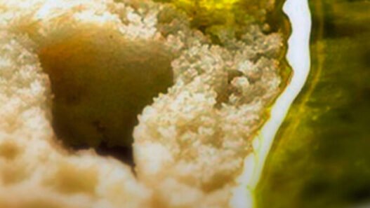 Umami, aceite de oliva de Camins de Verdor de Lleida